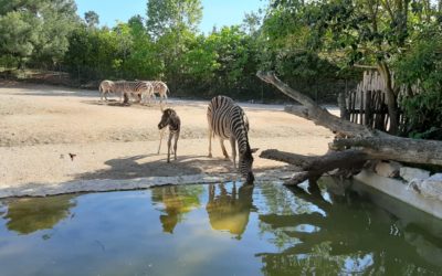 Costruzione di una voliera per grifoni al parco zoo Falconara – LC Ancona Colle Guasco, 13 giugno 2020