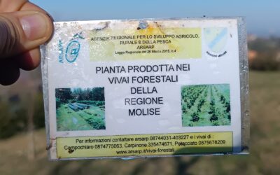 Club a impatto zero: piantiamo alberi e ricicliamo smartphone – LC Larino, 3 febbraio 2024