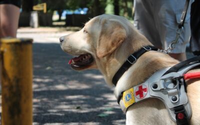 Cane guida – LC Fabriano, 27 aprile 2024