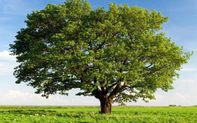 60 nuovi alberi – LC Termoli Host, 12 aprile 2024
